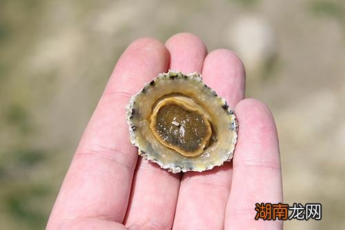 花甲可以和豆腐一起吃吗 豆腐不能与什么同食