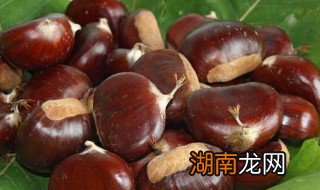 板栗电饭锅煮多久 板栗煮多久才熟