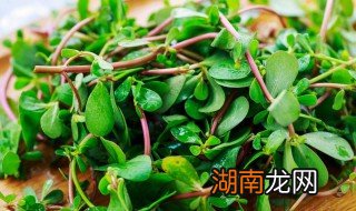 马齿苋的吃法和做法 盘点马齿苋的吃法