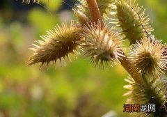 苍耳子的营养价值