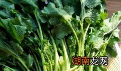 择油菜的小窍门 怎么择洗油菜