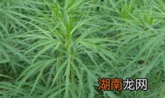 柳蒿保鲜方法 柳蒿保鲜方法介绍