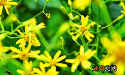 千里光的营养价值