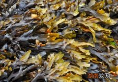 吃海藻有什么好处 海藻和什么一起吃好