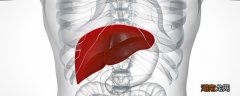 护肝补肝必吃的三种食物 肝不好不能吃什么食物