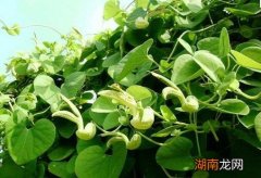 马兜铃的功效与作用