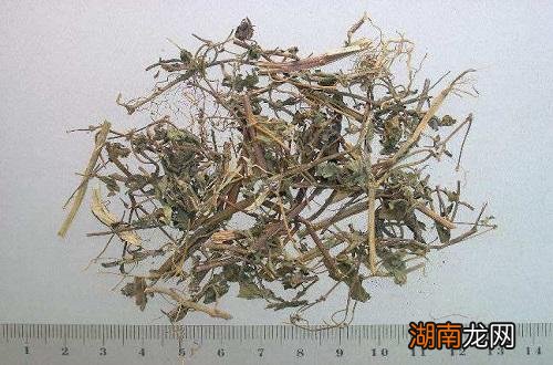 豨莶草的营养价值