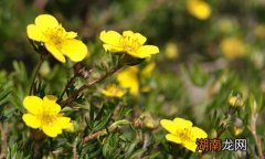 委陵菜的功效与作用