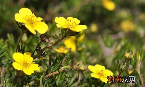 委陵菜的功效与作用