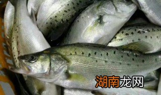 如何做冷冻海鲈鱼 冷冻海鲈鱼怎么做