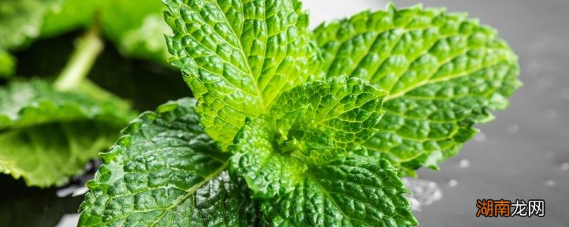 薄荷和鱼香菜怎么区分 薄荷叶泡水喝能减肥吗