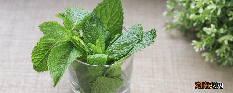 薄荷叶泡水喝能减肥吗 薄荷泡水喝什么好处