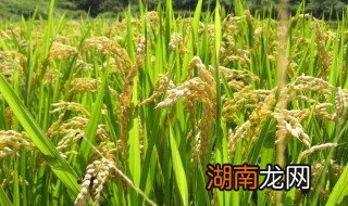 水稻原始播种方法 怎么种植水稻