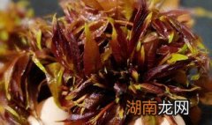 香椿芽的吃法大全图片 香椿芽的吃法大全