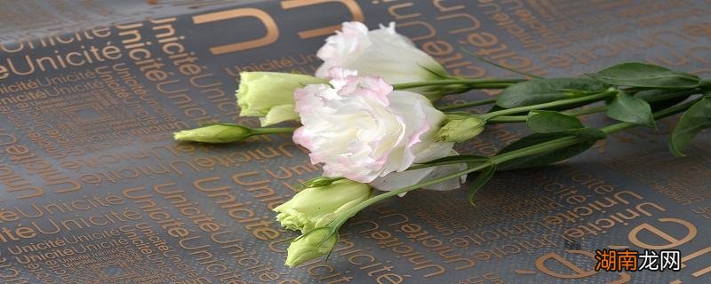 怎么挑选桔梗 新鲜桔梗怎么保存