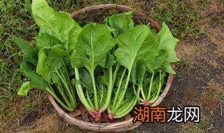 菠菜丸子汤的做法 怎么做菠菜丸子汤