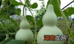 宝葫芦怎么处理保存 宝葫芦保存方法