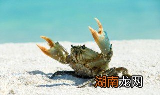 梭子蟹的做法最好吃 梭子蟹怎么做好吃