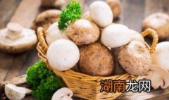 各种蘑菇的做法大全 关于各种蘑菇的做法大全