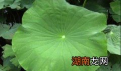 荷叶怎么吃 怎么吃荷叶