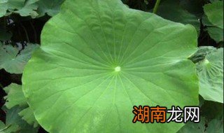 荷叶怎么吃 怎么吃荷叶