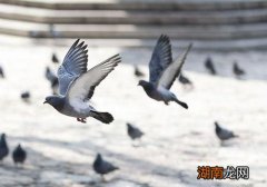 吃鸽子肉有什么好处 一鸽胜九鸡老、幼、孕都能用