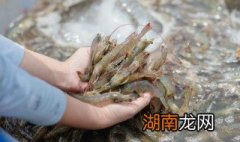 如何制作虾滑 虾滑制作步骤