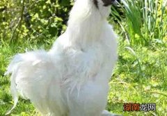 乌鸡的营养价值 吃乌鸡有什么好处