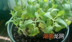 薄荷怎么繁殖 薄荷繁殖方法