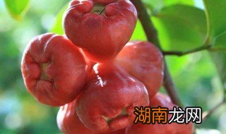 莲雾果怎么吃示范 怎么吃莲雾果