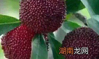 杨梅和什么不能一起吃吗 杨梅和什么不能一起吃