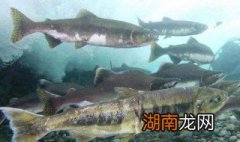 什么鱼最有营养 哪些鱼最有营养