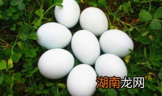 鹅蛋怎么煮 煮鹅蛋的方法介绍