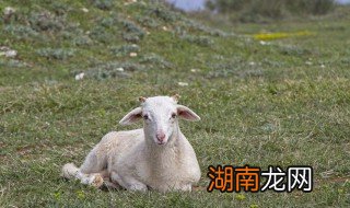 羊肉怎么没羊肉味 可以怎么做羊肉呢