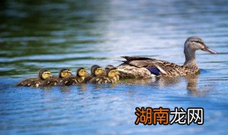 玫瑰鸭的做法和配方 玫瑰鸭的做法大全