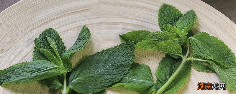 生薄荷可以怎么吃 薄荷生吃有什么好处