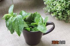 薄荷蜂蜜水怎么泡 薄荷蜂蜜水的功效
