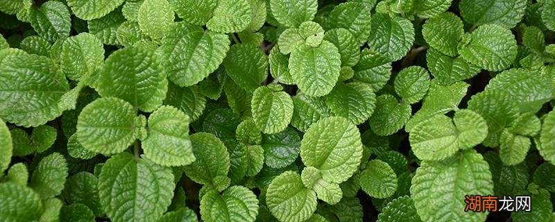 新鲜薄荷叶能泡水喝吗 新鲜薄荷怎么泡水喝