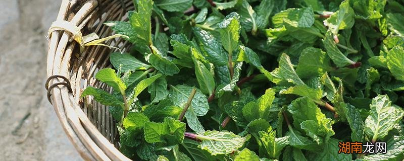 薄荷泡水喝有什么好处 薄荷泡水什么人不能喝