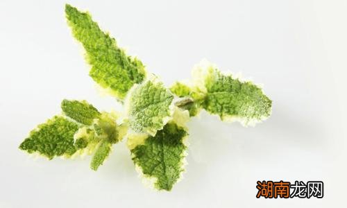 薄荷会导致宫寒吗 如何判断是否宫寒