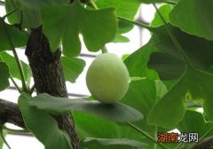 白果可以天天吃吗 白果一天吃多少好