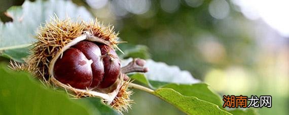 地瓜和板栗能一起吃吗 地瓜和板栗一起吃的好处