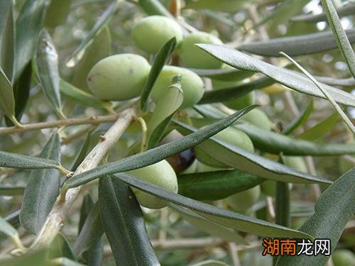 如何选择好的橄榄油 选橄榄油有什么技巧