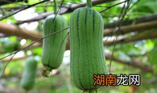 丝瓜的家常做法大全 丝瓜怎么做好吃