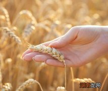 小麦胚芽的功效与作用