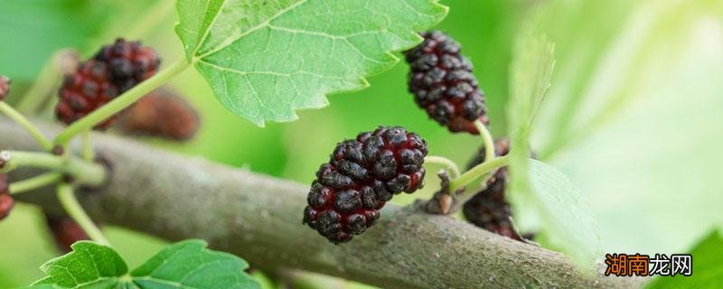 桑葚酒放什么冰糖 桑葚泡酒放多少冰糖