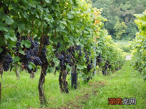 葡萄籽和维生素e可以一起吃吗 葡萄籽和维生素c可以一起吃吗