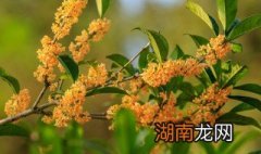 干桂花的制作方法 干桂花如何制作