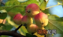 海棠果酿酒简单方法 海棠果酒制作方法