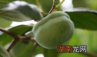 盐腌柿子的制作方法 盐水腌柿子